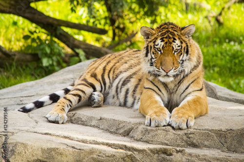 Tiger Resting 3