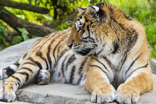 Tiger Resting 2