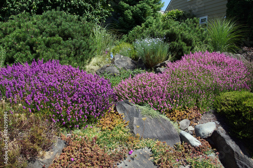 Purple heathers and drought tolerant plants