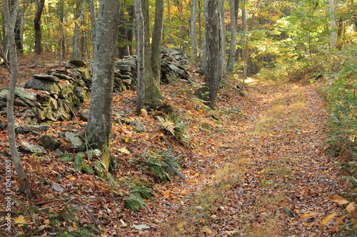 Path Through the Autumn Woods
