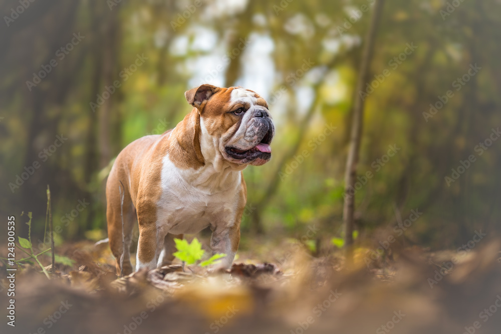 English Bulldog Dog at the forest