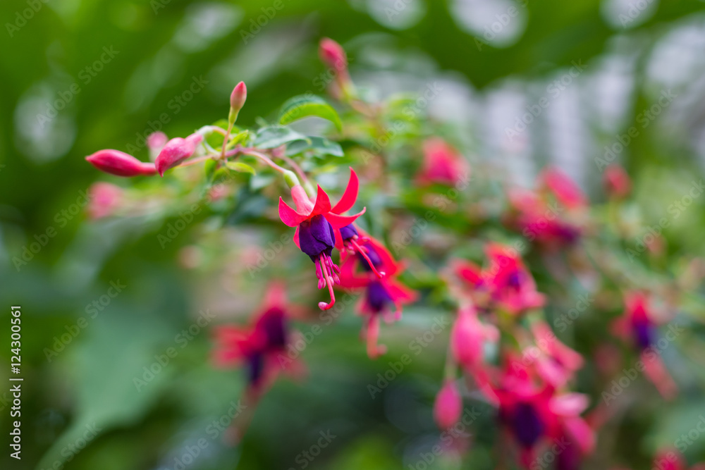 Cool, vibrant flowers in bloom. Revelation of beauty. Cool, vibrant flowers in bloom. Revelation of beauty.