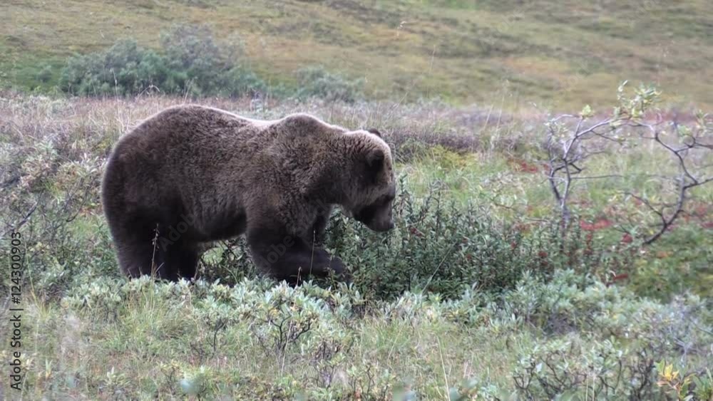 Grizzly Bear Feeding on Berries Grizzly Bear Feeding on Berries