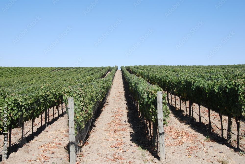 Obraz premium Napa Valley grape vines