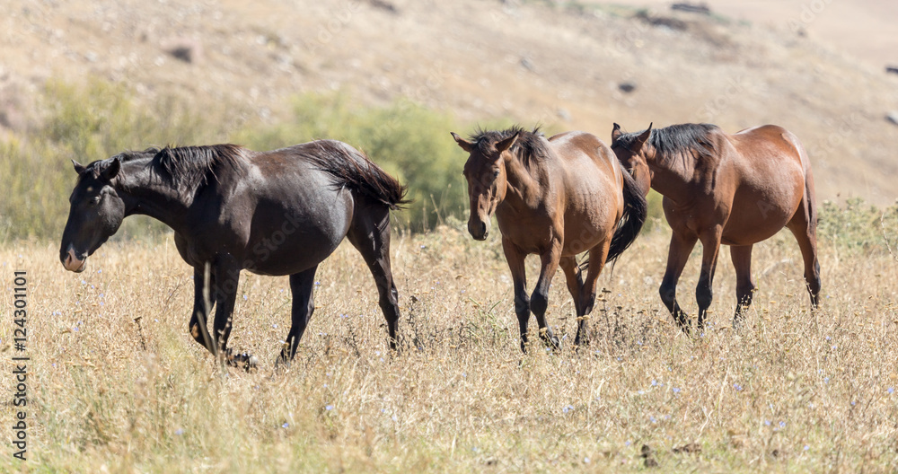 herd of horses in the pasture in the fall herd of horses in the pasture in the fall