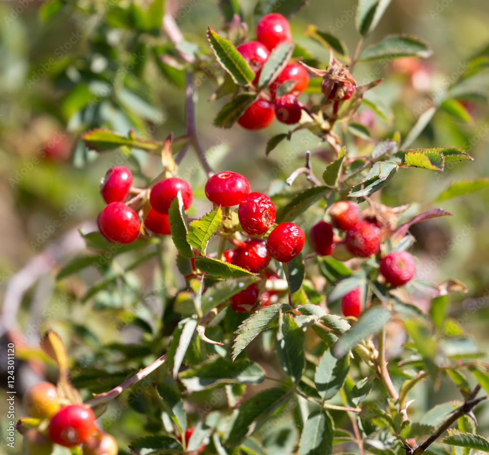 red barberry on the nature