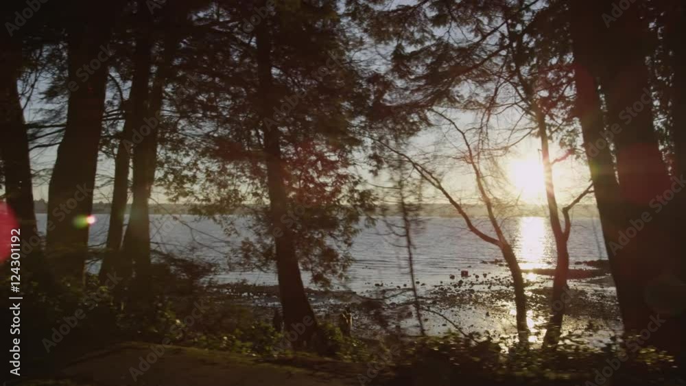 Dolly shot with sunlight flickering through large fir trees with view of ocean and people on seawall. Dolly shot with sunlight flickering through large fir trees with view of ocean and people on seawall.