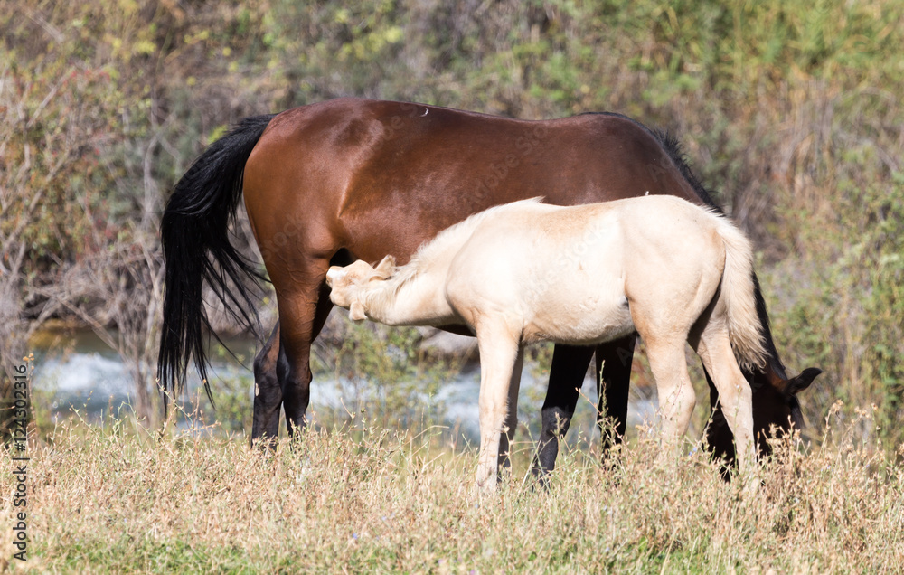 herd of horses in the pasture in the fall herd of horses in the pasture in the fall