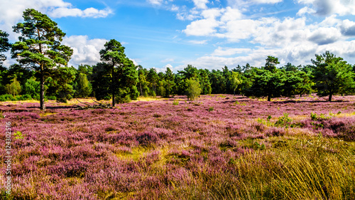 Blooming purple heathers along the mini desert of Beekhuizerzand on the Veluwe in the Netherlands in the province of Gelderland. It is the largest sanddrift area in Europe