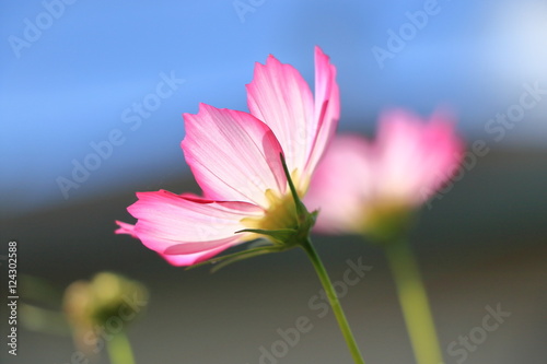 cosmos flower