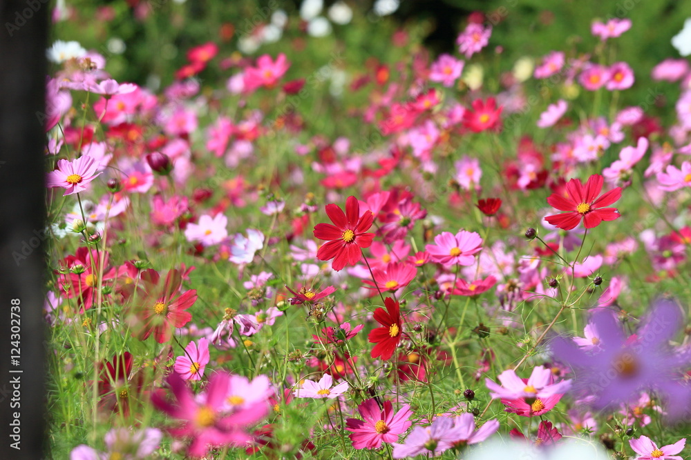cosmos flower cosmos flower