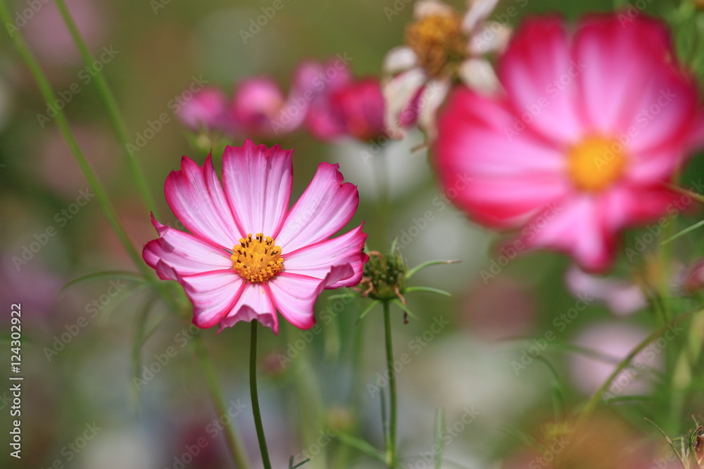 cosmos flower cosmos flower