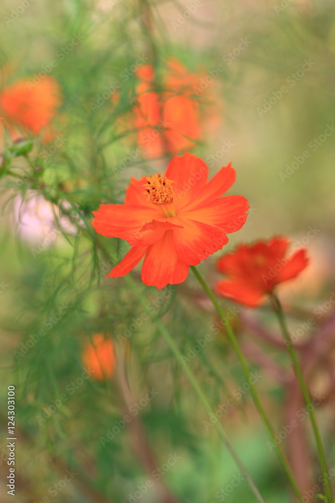 Fototapeta premium cosmos flower