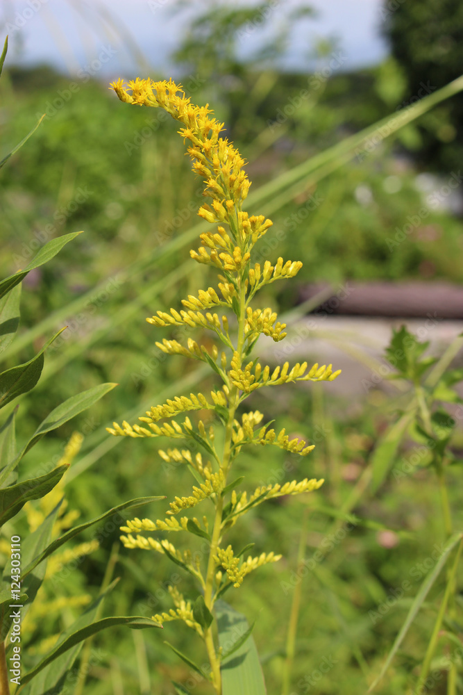 セイタカアワダチソウの花 セイタカアワダチソウの花