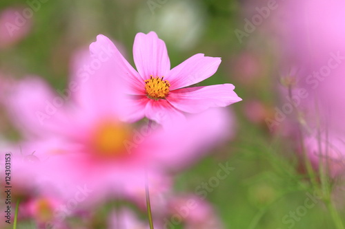 cosmos flower