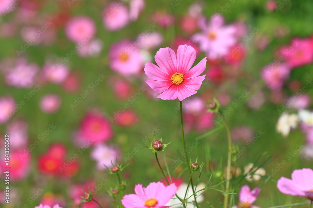 cosmos flower cosmos flower