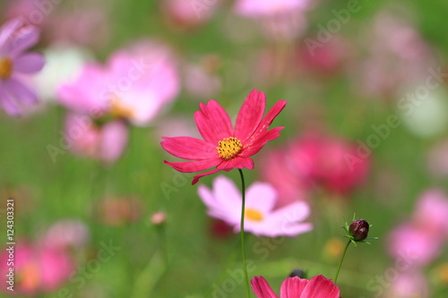 cosmos flower