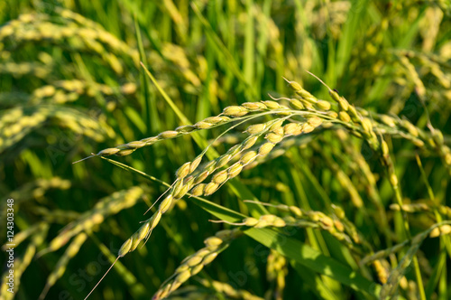 Close up of rice paddy