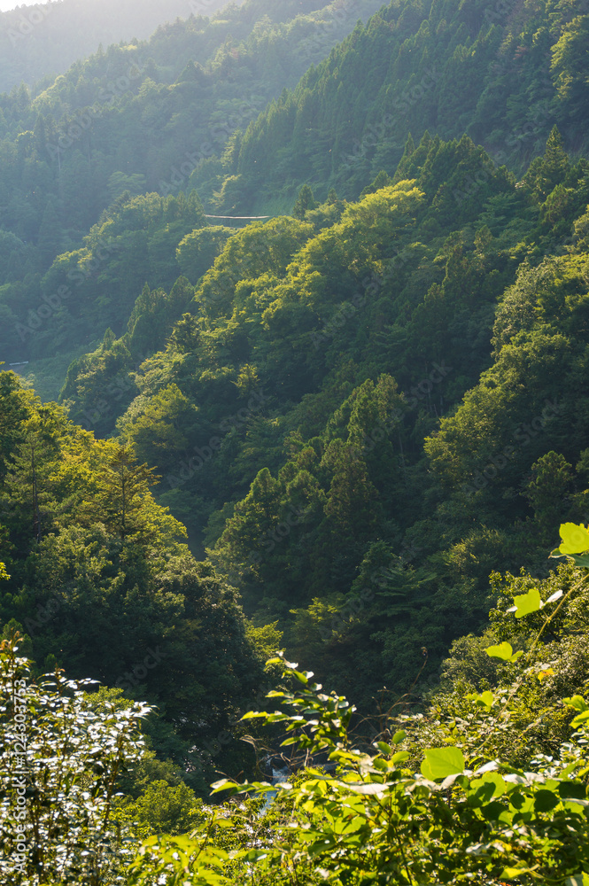 Fototapeta premium Forest in Japanese Alps on sunset with side light