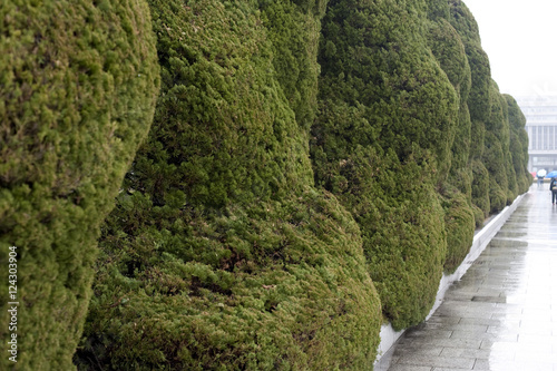 Hiroshima Peace Memorial Topiary photo