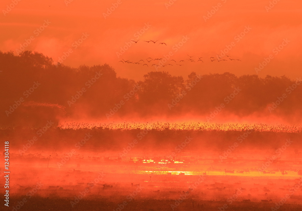 Naklejka premium 伊豆沼の夜明け