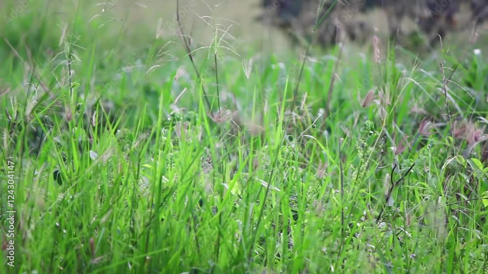Flowers, leaves, grass and wind Flowers, leaves, grass and wind