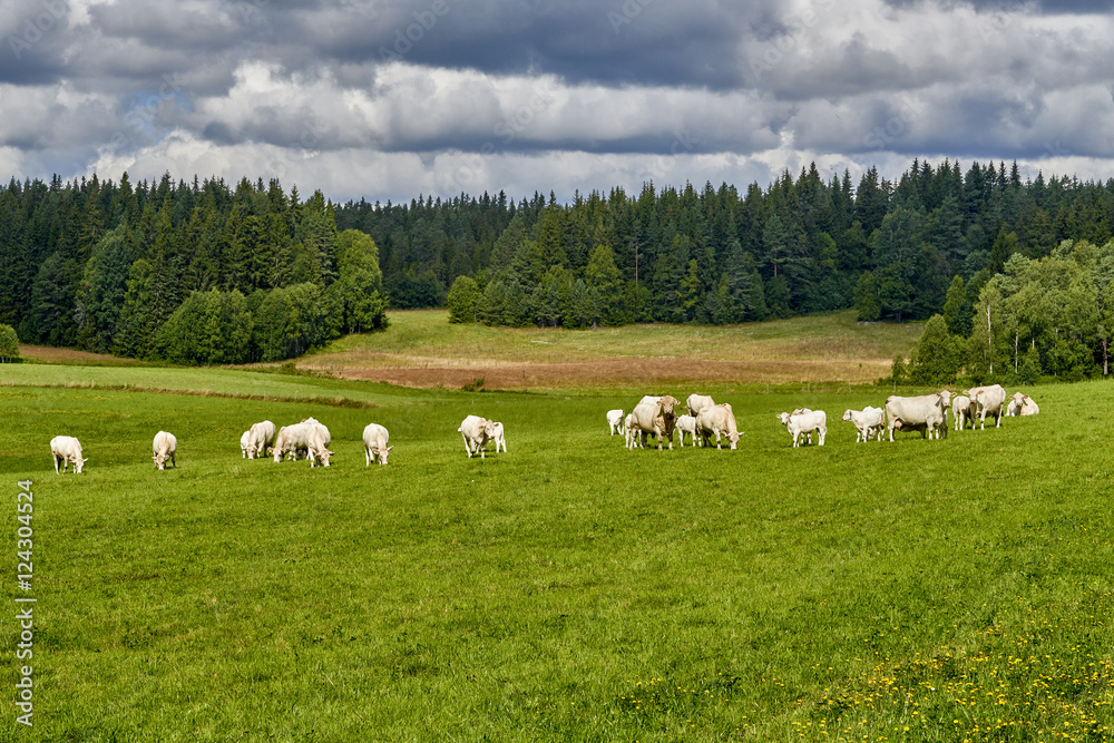 Cows grazing on a green field, Norway Cows grazing on a green field, Norway