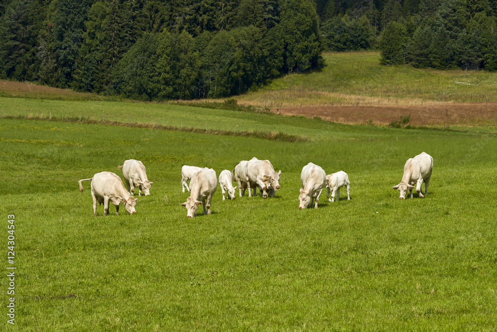 Cows grazing on a green field, Norway