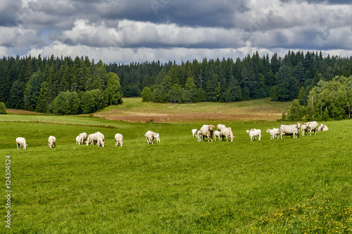 Cows grazing on a green field, Norway