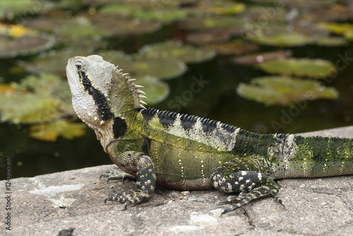 iguana by a lily pond