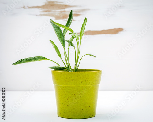 Fresh sage potted on white shabby wooden background. Sage plante