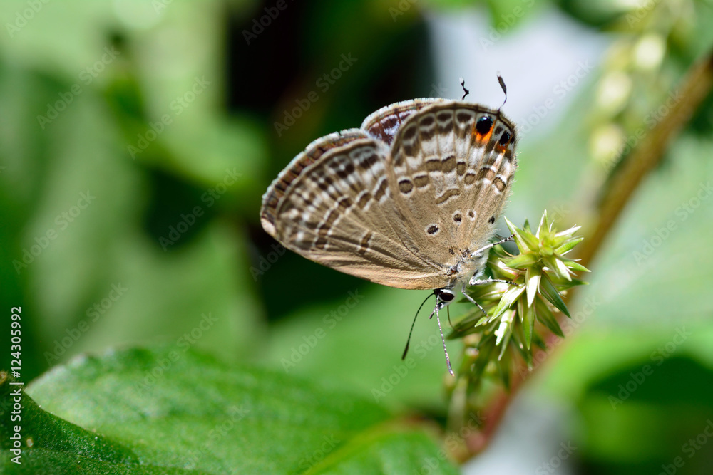 A Cycad Blue Butterfly-Chilades pandava- is perched on a plant in Fukuoka city, JAPAN. It is in October. A Cycad Blue Butterfly-Chilades pandava- is perched on a plant in Fukuoka city, JAPAN. It is in October.