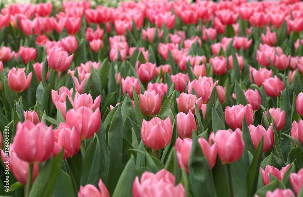 blooming pink tulip field in spring blooming pink tulip field in spring