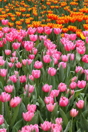 beautiful pink and orange tulip field in spring
