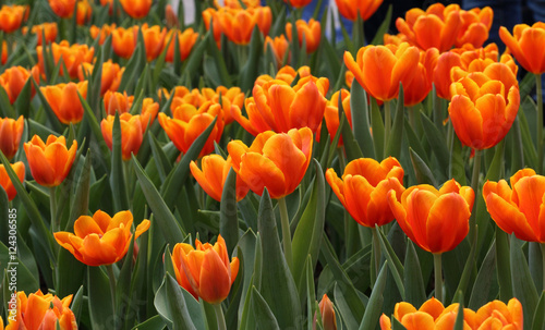 beautiful blooming orange tulip field in spring