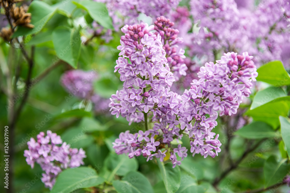lilac lilac