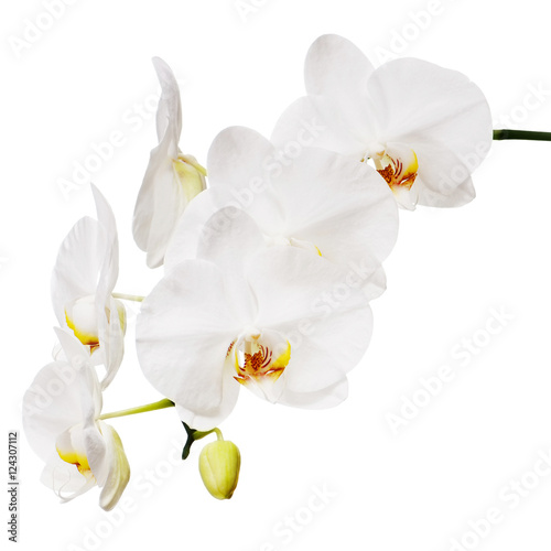 Fototapeta Naklejka Na Ścianę i Meble -  White orchid isolated on white background. Closeup.