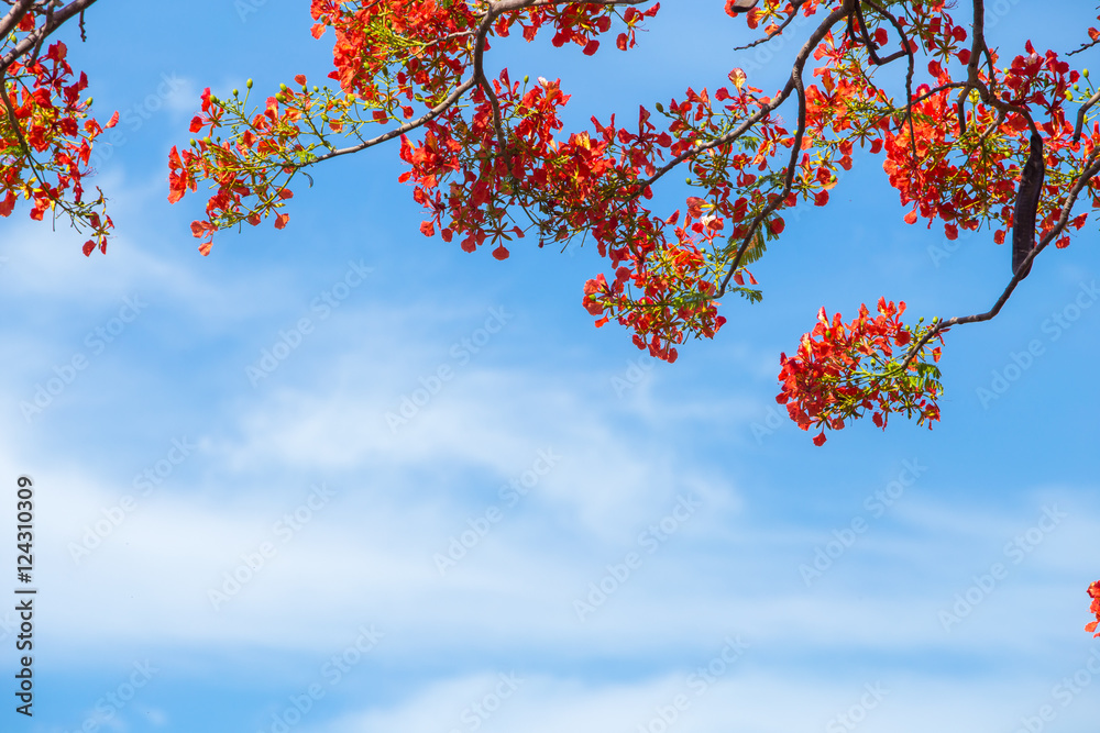 Beautiful Delonix Regia in red bloom, located at a park in VietNam Beautiful Delonix Regia in red bloom, located at a park in VietNam