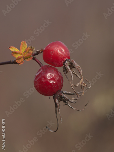 Two berries of a dogrose