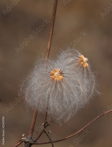 Fluffy seeds
