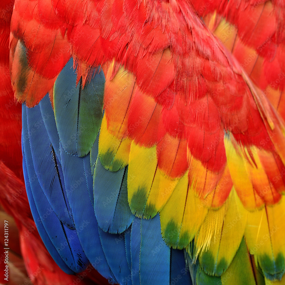 Obraz premium Blue and yellow among red background of Scarlet macaw's feathers