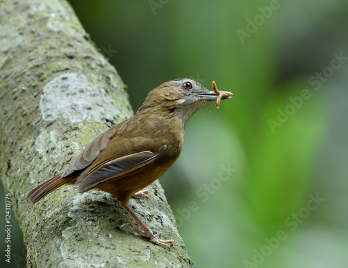 Abbott's babbler (malacocinda abbotti) beautiful brown bird pick photo