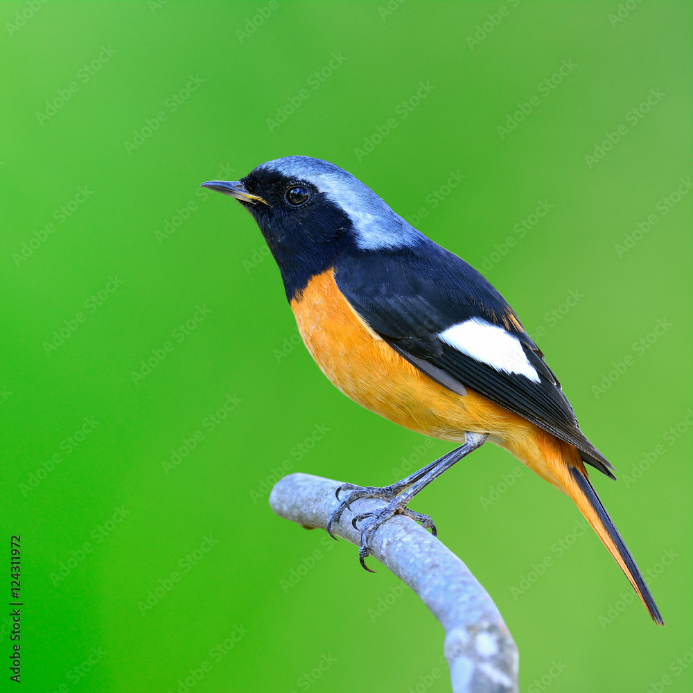 Fototapeta premium Daurian Redstart (Auroreus Phoenicurus) beautiful black and oran
