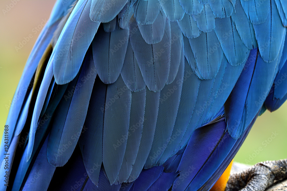 Fototapeta premium Exotic blue macaw parrot bird feathers, beautiful background