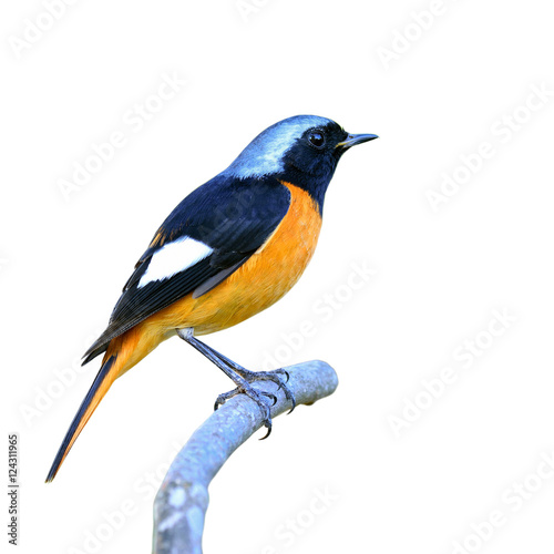 Daurian Redstar (Auroreus Phoenicurus) beautiful orange with bla