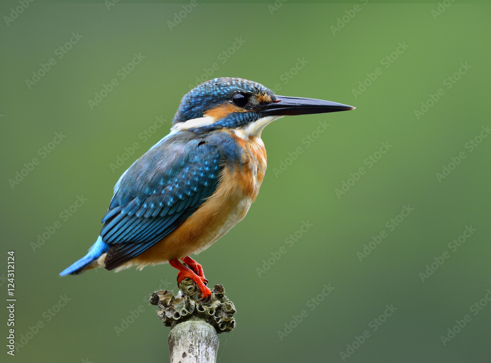 Fototapeta premium Male of Common Kingfisher (Alcedo atthis) Eurasian or River King