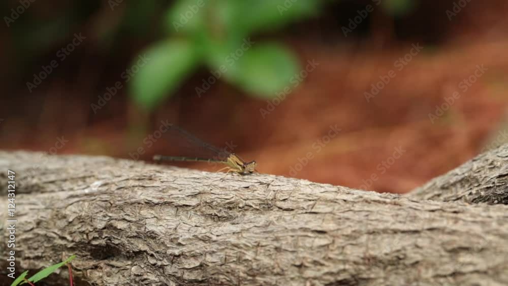 North American Dragonfly flies off and then lands on a branch. North American Dragonfly flies off and then lands on a branch.