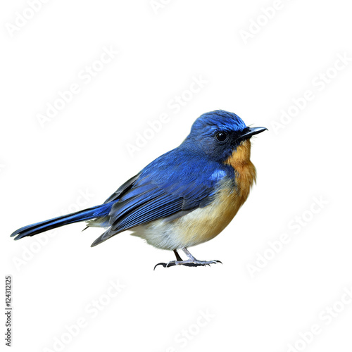 Male of Hill blue flycatcher (Cyornis banyumas) the beautiful ti © prin79