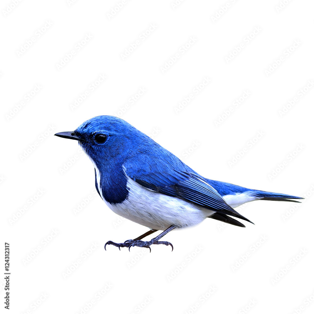 Ultramarine Flycatcher (Ficedula superciliaris), little beautifu Ultramarine Flycatcher (Ficedula superciliaris), little beautifu