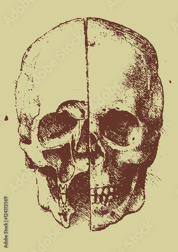 Stampa su tela skull illustration / leonardo da vinci  [vector]
